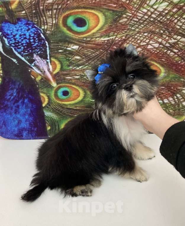 Собаки в Москве: Чёрный йорк стандарт девочка бэби фейс Девочка, 70 000 руб. - фото 8