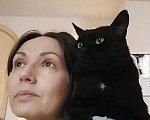 Кошки в Москве: Крупный черный кот Тимофей ищет дом Мальчик, Бесплатно - фото 5