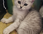 Кошки в Ярославле: Шотландский прямоухий короткошёрстный котёнок цвета серебристая шиншилла Девочка, 7 700 руб. - фото 4