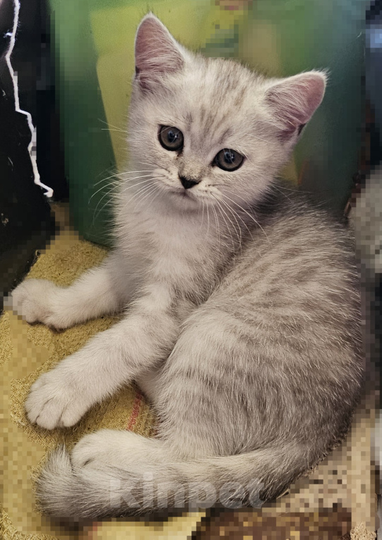 Кошки в Ярославле: Шотландский прямоухий короткошёрстный котёнок цвета серебристая шиншилла Девочка, 7 700 руб. - фото 4