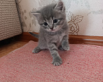 Кошки в Красноярске: Продам британцев Разнополые, 5 000 руб. - фото 5
