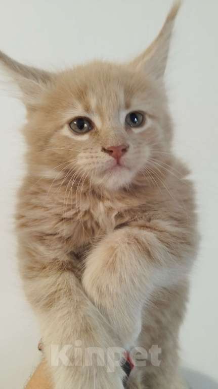 Кошки в Москве: Котенок мейн кун Мальчик, Бесплатно - фото 2