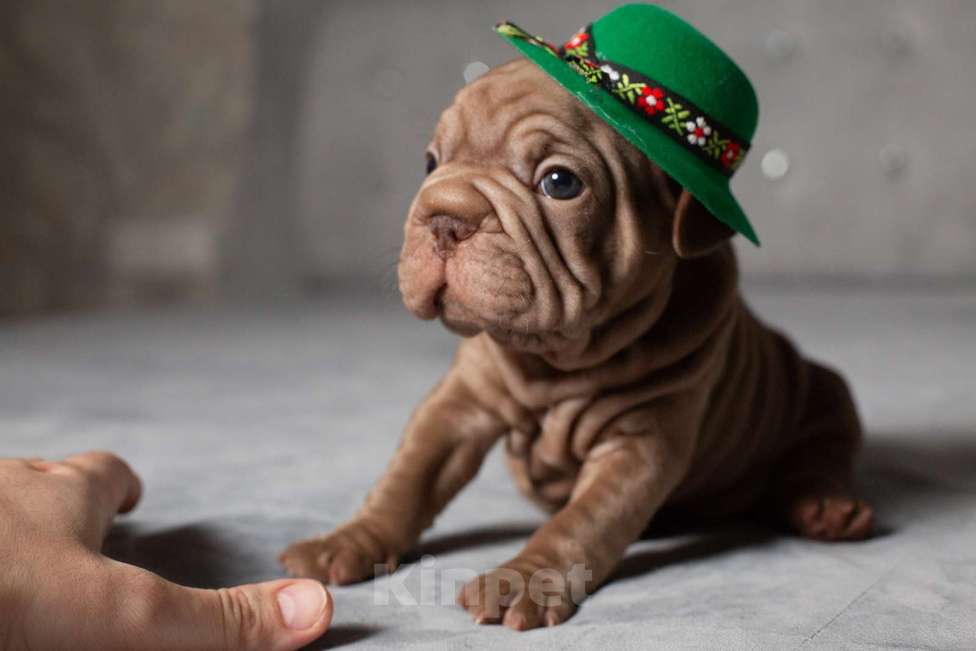 Собаки в Москве: Французский бульдог (бигроп), щенок Девочка, 150 000 руб. - фото 4