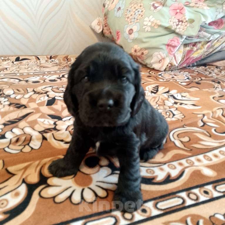 Собаки в Омске: Русский спаниэль Девочка, 8 000 руб. - фото 10