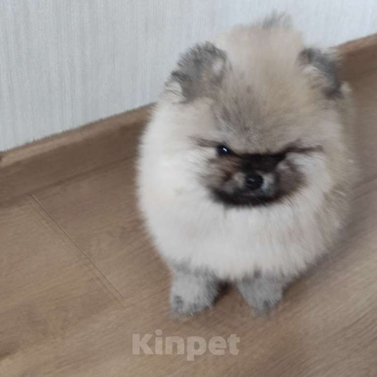 Собаки в Яхроме: Малыш, 2,5 месяца, есть первая прививка.  Мальчик, 30 000 руб. - фото 2