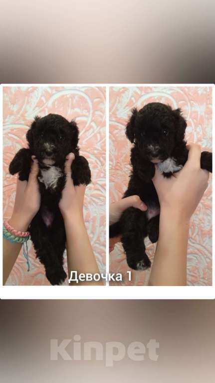 Собаки в Нижнем Новгороде: Щенки метисы маленькой породы Мальчик, 25 000 руб. - фото 2