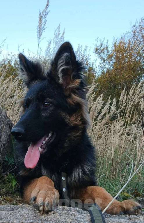 Собаки в Москве: Красотка.. Немка Девочка, 65 000 руб. - фото 3