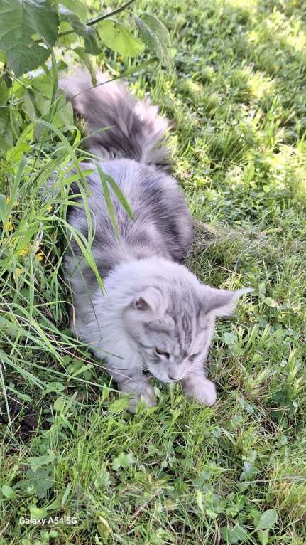 Кошки в Королеве: Котенок помета А; Мейн Кун, Айвенго. Мальчик, 40 000 руб. - фото 4