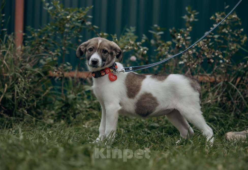 Собаки в Москве: Щенок в добрые руки бесплатно Москва Девочка, Бесплатно - фото 5