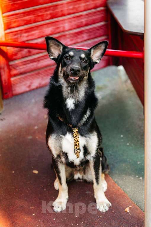 Собаки в Москве: Нуара- девочка душа, очень ждёт свою семью! Девочка, Бесплатно - фото 6