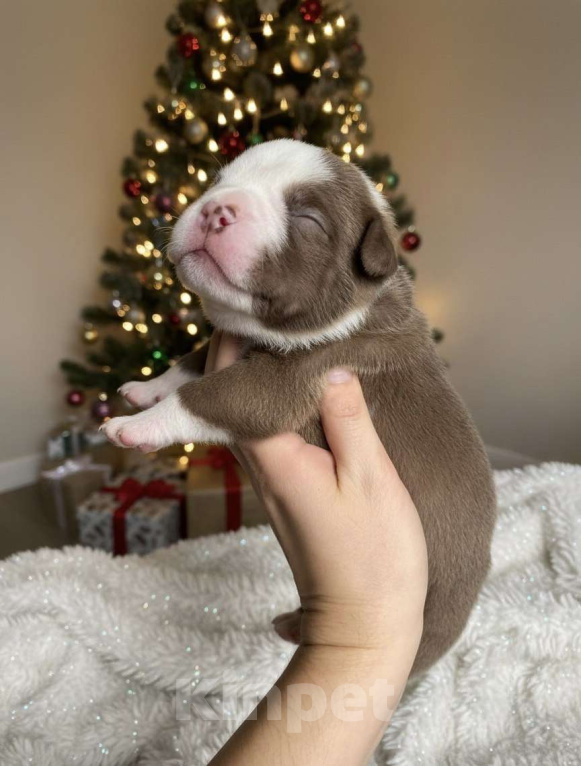 Собаки в Волгограде: Американский булли мальчик покет Мальчик, 90 000 руб. - фото 1