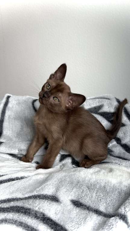 Кошки в Москве: Соболиная Бурманская девочка Девочка, 60 000 руб. - фото 3