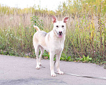 Собаки в Москве: Метис инуита в добрые руки Девочка, Бесплатно - фото 3