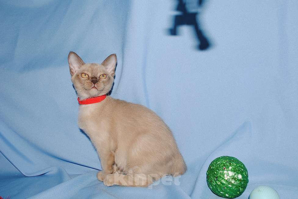 Кошки в Москве: Бурманские котята Девочка, 50 000 руб. - фото 7