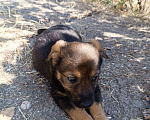 Собаки в Бахчисарае: Бобик Мальчик, Бесплатно - фото 2
