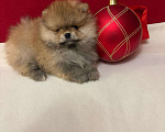 Собаки в Москве: Померанский шпиц-  Мальчики  Медвежата Мальчик, 30 000 руб. - фото 1