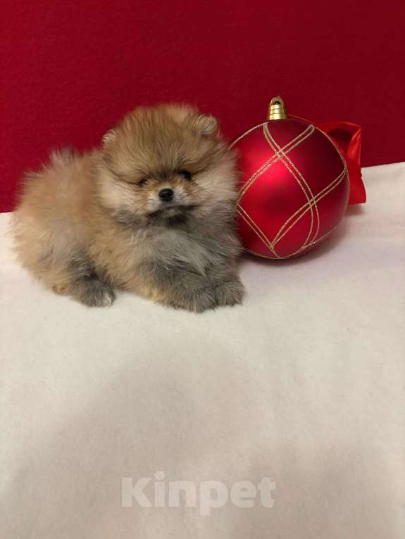 Собаки в Москве: Померанский шпиц-  Мальчики  Медвежата Мальчик, 30 000 руб. - фото 1
