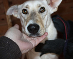 Собаки в Клине: Нежная Фая Девочка, Бесплатно - фото 5