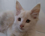 Кошки в Микуне: Продам кошку мейн-кун девочка Девочка, 4 500 руб. - фото 2
