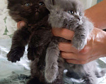 Кошки в Малмыже: Британские длинношёрстные котята девочки. Девочка, 1 500 руб. - фото 1