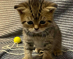 Кошки в Мур: Котята шотландской, Бесплатно - фото 2