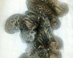 Кошки в Ардоне: Бенгальские котята, 20 000 руб. - фото 3