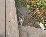 Кошки в Москве: СРОЧНО! Бездомный котята, Бесплатно - фото 2