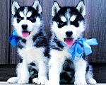 Собаки в Рыбинске: Породистые щенки хаски разных окрасов. Разнополые, Бесплатно - фото 1