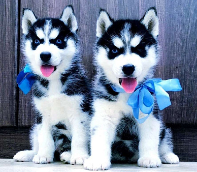 Породистые щенки хаски разных окрасов.
