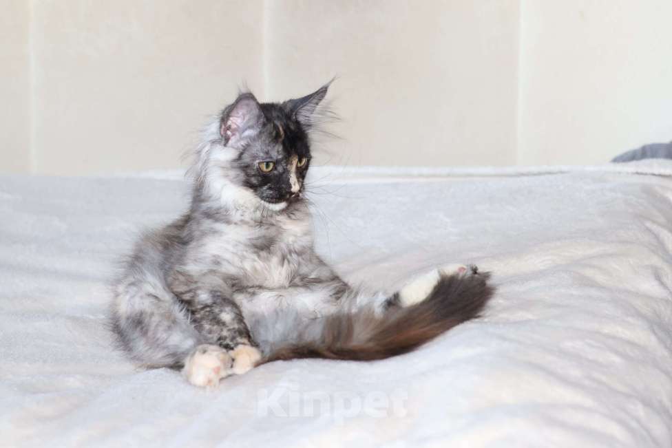 Кошки в Новосибирске: Малышка Несси Девочка, 20 000 руб. - фото 2