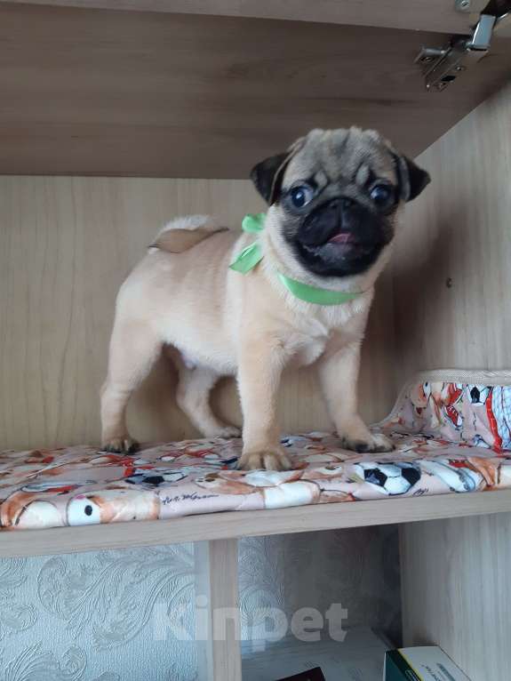 Собаки в Новосибирске: Мопс мальчик 4х мес с документами РКФ Мальчик, 45 000 руб. - фото 3