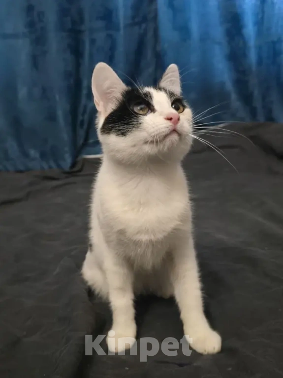 Кошки в Серпухове: Ищут любящую и ответственную семью❤️ Девочка, Бесплатно - фото 4