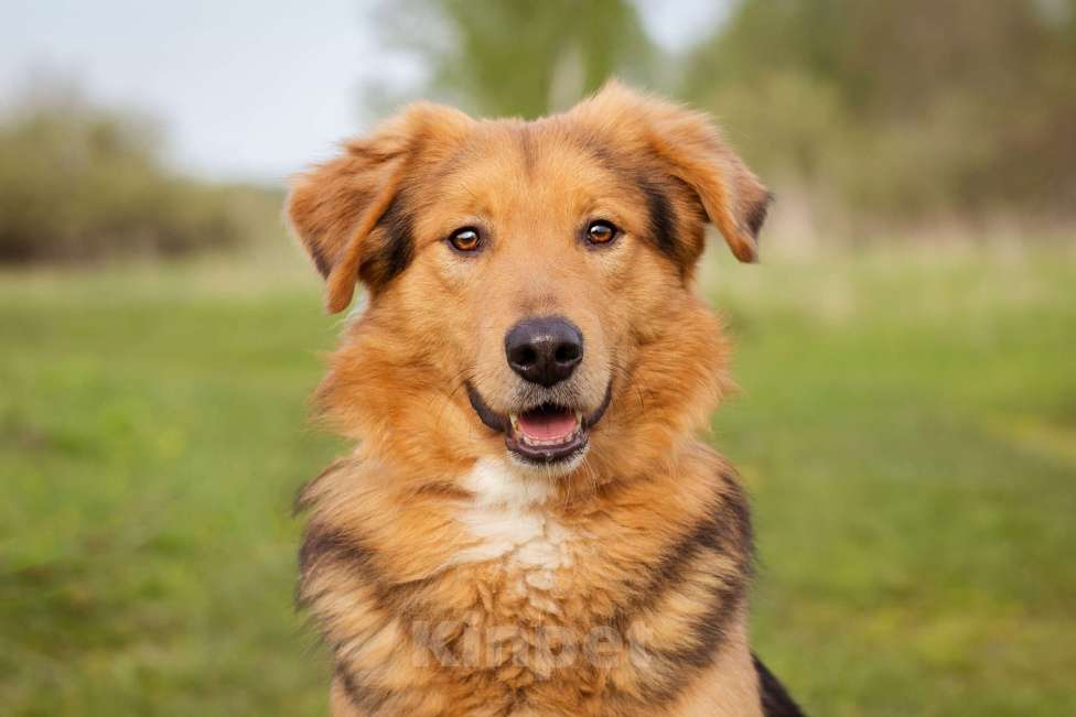 Собаки в Москве: Миндаль - собака в добрые руки Мальчик, Бесплатно - фото 3