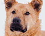 Собаки в Москве: Харли Девочка, Бесплатно - фото 2