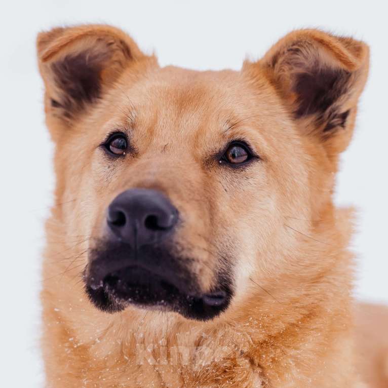 Собаки в Москве: Харли Девочка, Бесплатно - фото 2