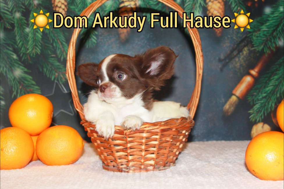 Собаки в Москве: Шоколадный Красавчик  Мальчик, 50 000 руб. - фото 2