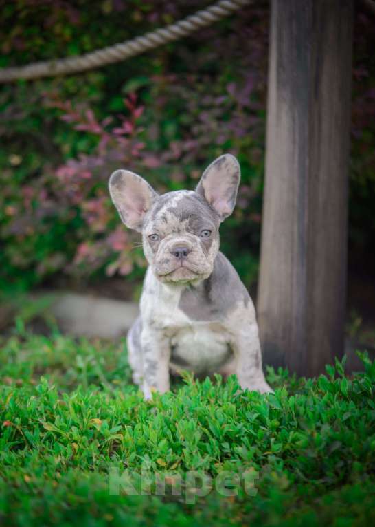 Собаки в Белгороде: Французский бульдог мерль Девочка, 80 000 руб. - фото 3