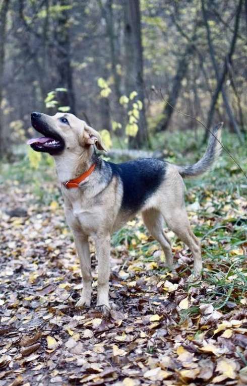 Собаки в Москве: Щенок Варюша ждет свою семью Девочка, 1 руб. - фото 7