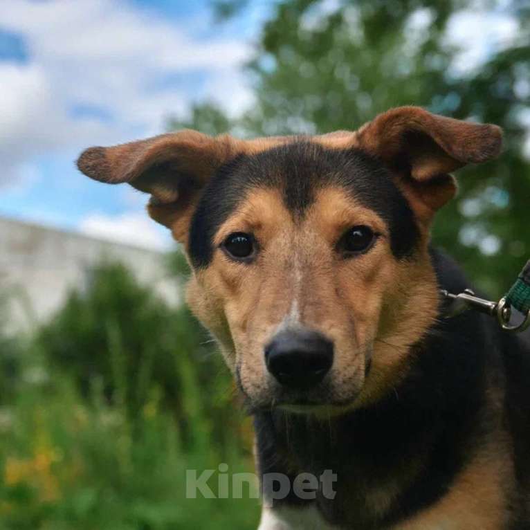 Собаки в Москве: Ричи Мальчик, Бесплатно - фото 4