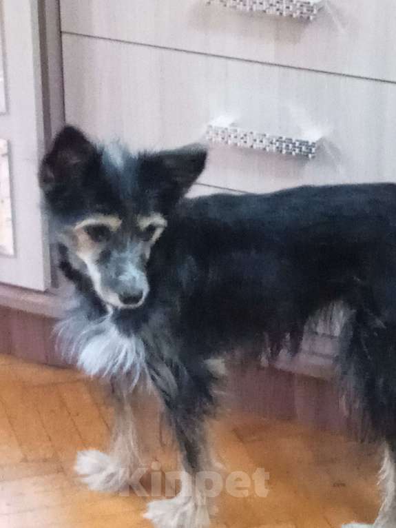 Собаки в Ялте: Хорошим людям Девочка, 1 000 руб. - фото 2