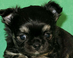 Собаки в Санкт-Петербурге: чихуахуа шоу мальчик по цене любимца Мальчик, 50 000 руб. - фото 3