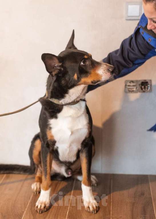 Собаки в Москве: Трехцветный добродушный пёс Барон ищет дом Мальчик, 1 руб. - фото 4