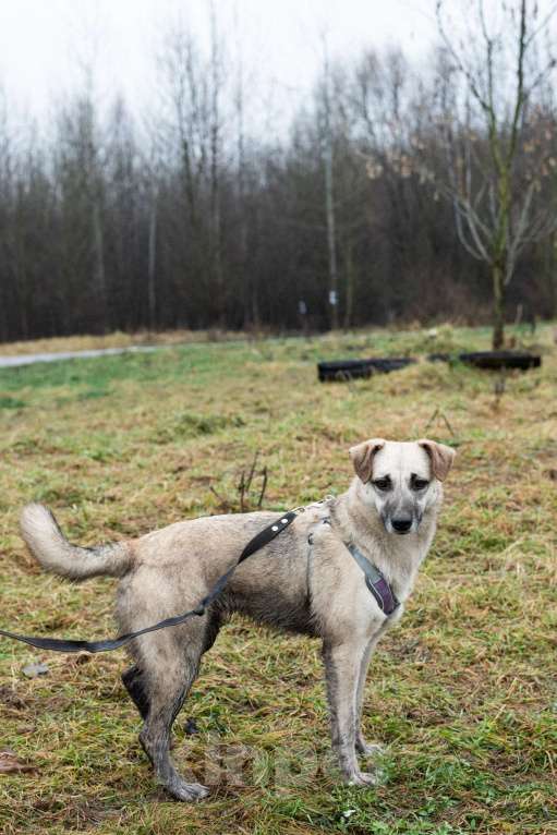 Собаки в Москве: Маленькая Венди Девочка, Бесплатно - фото 7