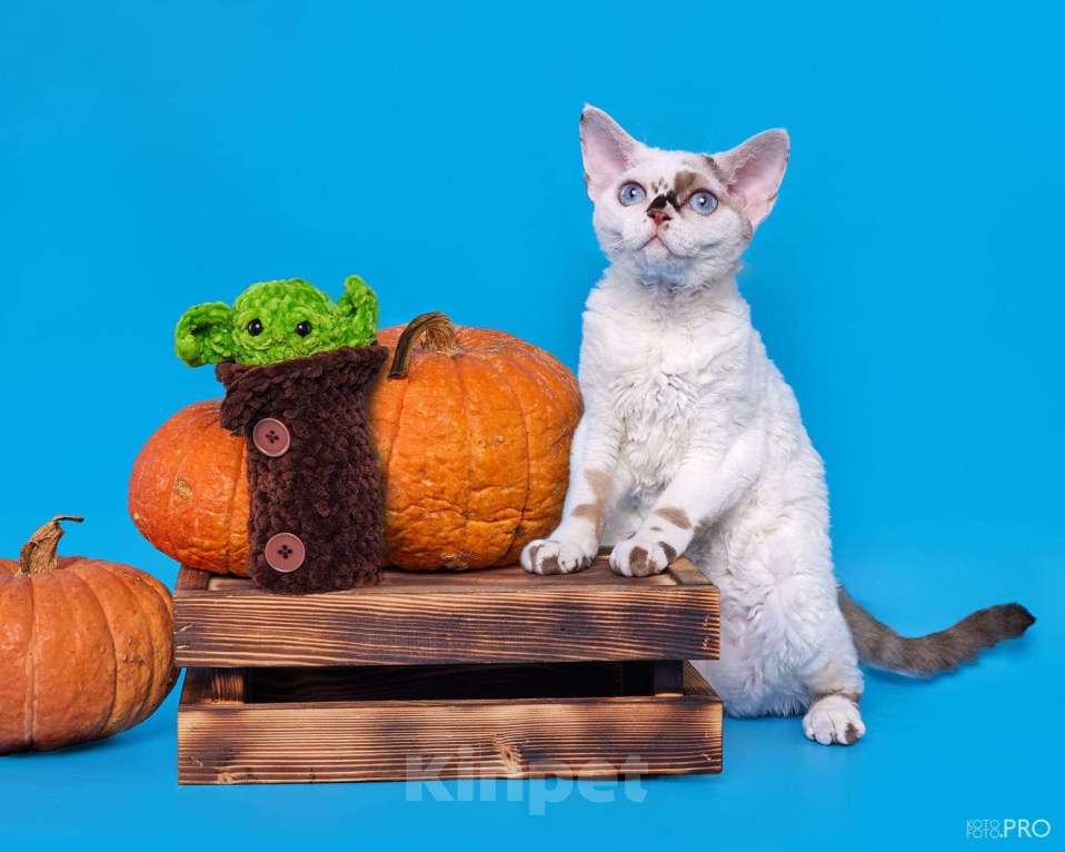 Кошки в Москве: Котенок Девон Рекс Ясмина Девочка, 60 000 руб. - фото 1