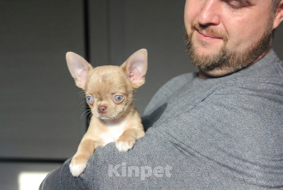 Собаки в Саратове: Малышка чихуахуа Девочка, 80 000 руб. - фото 1