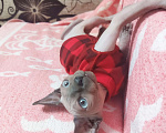 Кошки в Владимире: Продаю котёнка, породы Сфинкс Канадский, в добрые руки! Мальчик, 9 000 руб. - фото 3