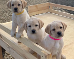 Собаки в Краснодаре: Палевые щенки Лабрадора  Мальчик, 20 000 руб. - фото 4