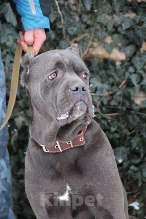 Собаки в других городах Крыма: Бронирование Кане Корсо Девочка, Бесплатно - фото 3