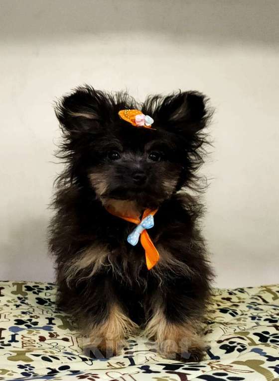 Собаки в Новокузнецке: Очаровательные девочки Йоркипу (f1) Девочка, Бесплатно - фото 1