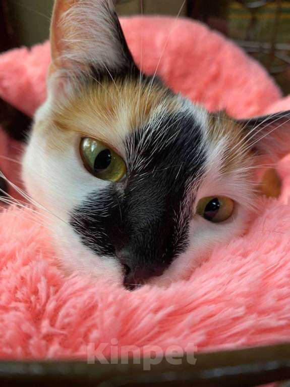 Кошки в Москве: Тикки пора домой Девочка, Бесплатно - фото 1